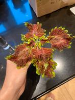 Coleus (siernetel), Huis en Inrichting, Kamerplanten, Overige soorten, Ophalen of Verzenden, Minder dan 100 cm, Volle zon