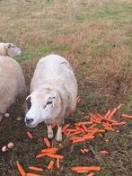 Ooi schaap, Dieren en Toebehoren, Schapen, Geiten en Varkens, Schaap