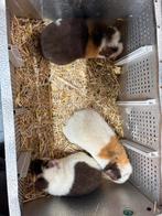Cavia beertjes, Dieren en Toebehoren, Knaagdieren, Cavia, Mannelijk, Juli, Tam
