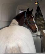 Super lieve E pony, Vermifugé, B, Hongre, Poney E (1.48 m - 1.57m)