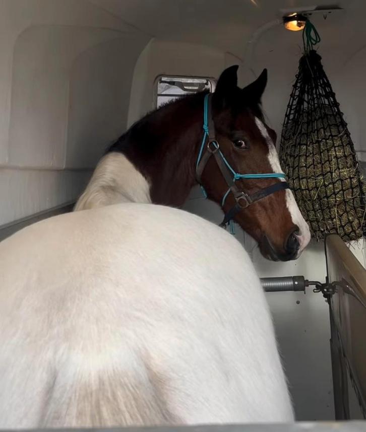 Super lieve E pony, Dieren en Toebehoren, Pony's, Ruin, B, E pony (1.48m - 1.57m), Springpony, 3 tot 6 jaar, Gechipt, Ontwormd