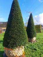 Taxus kegel, Tuin en Terras, Planten | Struiken en Hagen, Ophalen, Taxus, Struik, 250 cm of meer