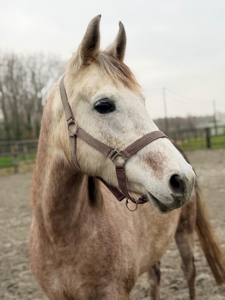 Belgisch Arabisch volbloed, Animaux & Accessoires, Chevaux, Hongre, Débourré, Moins de 160 cm, 3 à 6 ans, Cheval de récréation