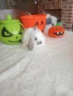 Konijn, Meerdere dieren, Klein, Hangoor, 0 tot 2 jaar