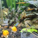 Appelslakken, Animaux & Accessoires, Poissons | Poissons d'aquarium, Poisson d'eau douce, Escargot ou Mollusque