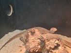 Couples varan acanturus red ackie adulte, Dieren en Toebehoren, Reptielen en Amfibieën