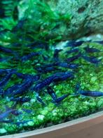 Blue dream garnalen, Dieren en Toebehoren