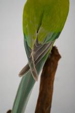 Opgezette Halsbandparkiet - Wildernis Atelier
