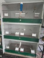 3 kweekkooien gekocht bij jh birds, Dieren en Toebehoren, Ophalen, Zo goed als nieuw