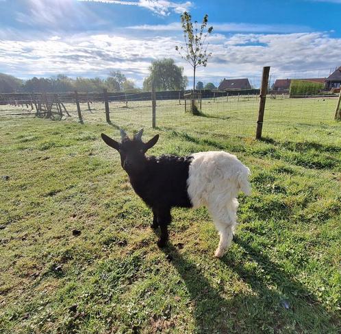 Wallische geit boklam, Dieren en Toebehoren, Schapen, Geiten en Varkens, Geit, Mannelijk