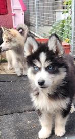 Siberische Husky pups groeien sociaal en huiselijk op, België, Fokker | Hobbymatig, CDV (hondenziekte), 8 tot 15 weken