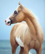 Gezocht droom paardje, Dieren en Toebehoren, Paarden