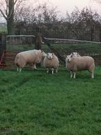 Drachtige texel ooien, Dieren en Toebehoren, Schapen, Geiten en Varkens, Vrouwelijk, Schaap, 0 tot 2 jaar