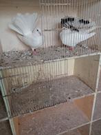 Pauwstaartjes, Dieren en Toebehoren