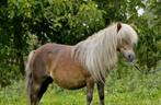 Gezocht shetland ponys, Dieren en Toebehoren