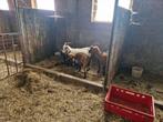 prachtige dwerggeiten, Dieren en Toebehoren, Vrouwelijk, Geit, 0 tot 2 jaar