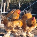 6 maanden Brahma Buff Zwart/blauw columbia, Dieren en Toebehoren, Pluimvee