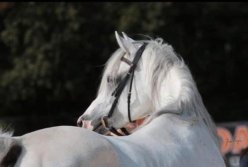 Ter dekking: Arabische- en Engelse volboeden met sportpresta, Dieren en Toebehoren, Paarden en Pony's | Dekhengsten en Fokmerries