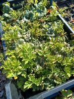 pachysandra,geraneum,waldsteinia, Tuin en Terras, Ophalen