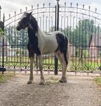 Jaarling Tinker hengst, Dieren en Toebehoren, Pony's, Hengst