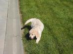 Golden retriever pups, Dieren en Toebehoren, Honden | Retrievers, Spaniëls en Waterhonden, Golden retriever, België, CDV (hondenziekte)
