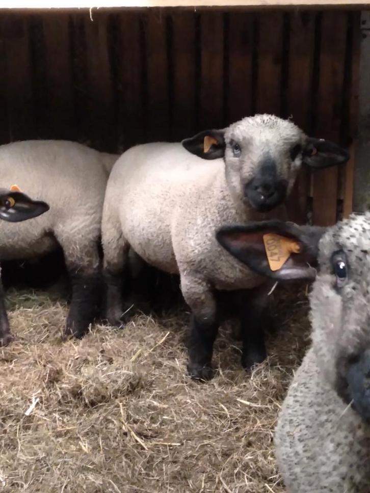Ramlammeren Hampshire down, Dieren en Toebehoren, Schapen, Geiten en Varkens