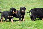 Rottweiler pups te koop, België, Reu, CDV (hondenziekte), 8 tot 15 weken