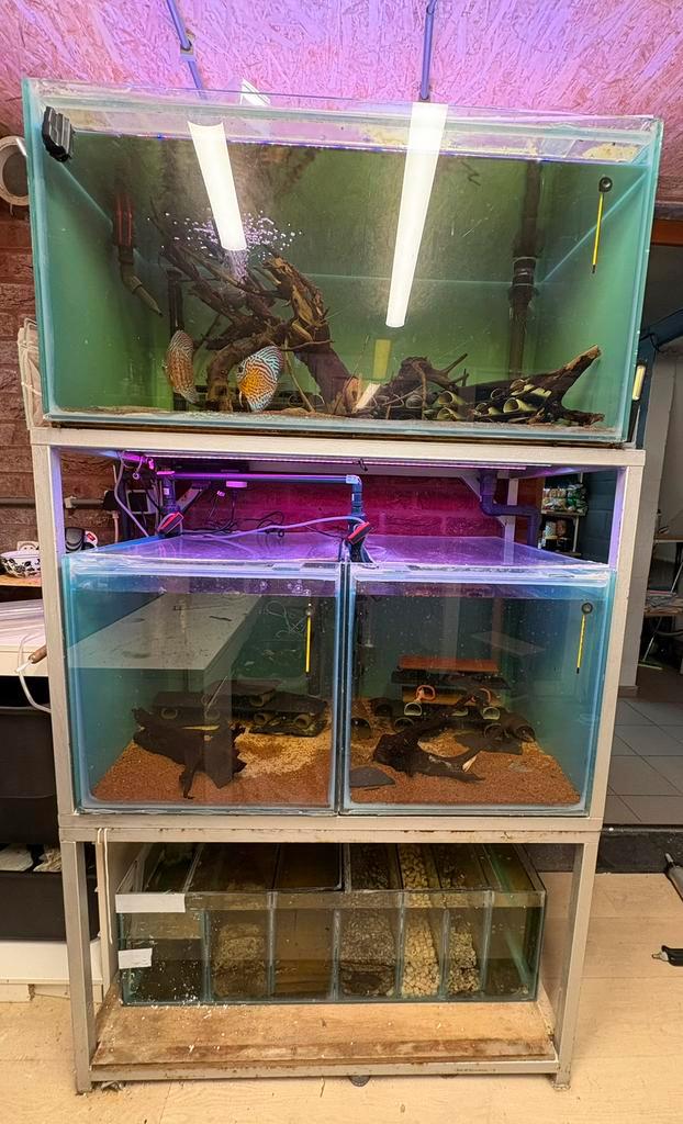 Complete kweekstelling €250 direct af te halen, Dieren en Toebehoren, Vissen | Aquaria en Toebehoren, Zo goed als nieuw, Ophalen