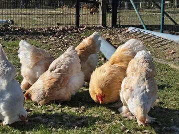 Broedeieren Brahma Lemon Pyle  beschikbaar voor biedingen