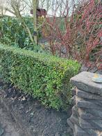 Haag Ligustrum, Enlèvement, Haie