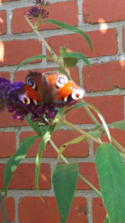 Buddljeja Davidii, Tuin en Terras, Planten | Tuinplanten, Ophalen