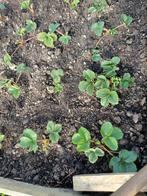 Aardbeiplanten, Tuin en Terras, Ophalen