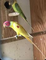 Pruimkop koppel, Dieren en Toebehoren, Vogels | Parkieten en Papegaaien, Meerdere dieren, Parkiet, Geringd