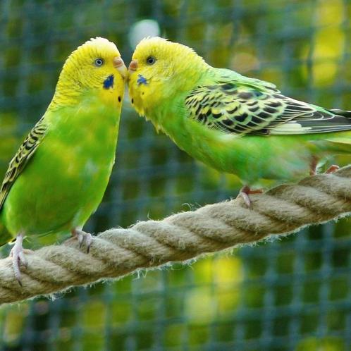 À la recherche d'oiseaux, Animaux & Accessoires, Oiseaux | Perruches & Perroquets