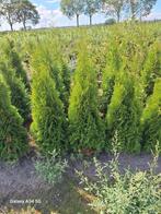 Thuja occidentalis smaragd, conifeer tot 120cm, Ophalen of Verzenden, Conifeer, Haag