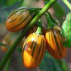 plants d'aubergines dans 7 types d'aubergines, Annuelle, Plein soleil, Enlèvement, Plantes potagères
