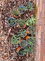 aloe vet plant, Vaste plant, Bloeit niet, Halfschaduw, Ophalen