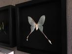 Véritable Papillon Lune Actias Dubernardi de Chine Cadre, Collections, Insecte, Animal empaillé, Enlèvement ou Envoi, Neuf
