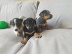 Mooie Jack russel pups, Dieren en Toebehoren, Honden | Jack Russells en Terriërs, België, Particulier, Jack Russell Terriër, Teef
