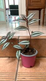 Paarse hangplant 30 cm, Huis en Inrichting, Kamerplanten, Ophalen