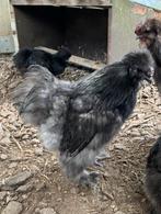 Zijdehoen haan blauw, Dieren en Toebehoren, Pluimvee