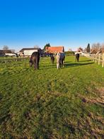 Gezocht: Ruiter/Verzorger voor Onze Paarden – Regio Maldegem, Dieren en Toebehoren