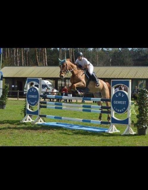 Recreatie paard te koop, Animaux & Accessoires, Chevaux, Hongre, L, 160 à 165 cm, 11 ans ou plus, Cheval de récréation, Avec pedigree