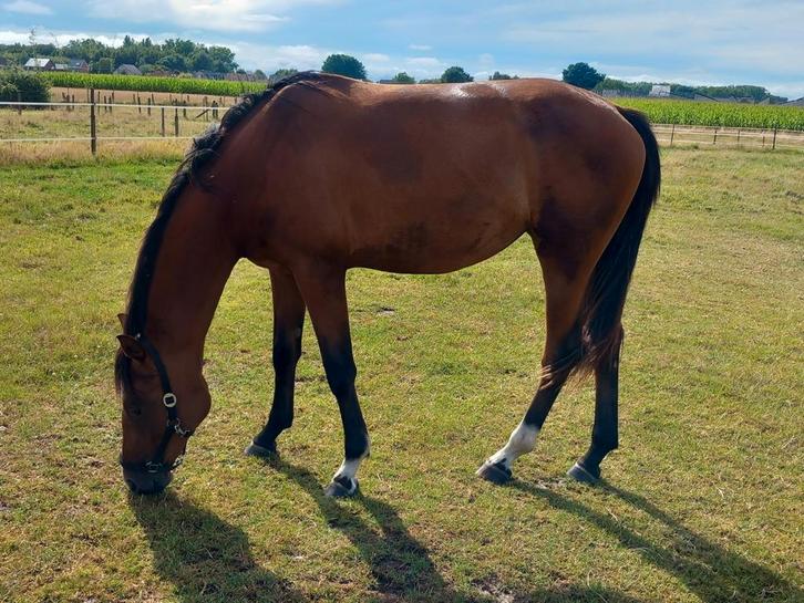 2jarige dressuurmerrie, Dieren en Toebehoren, Paarden, Merrie, Onbeleerd, 165 tot 170 cm, 0 tot 2 jaar, Dressuurpaard, Met stamboom