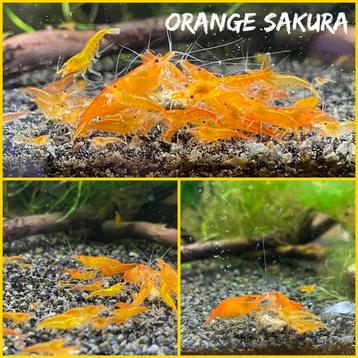 Orange sakura garnalen beschikbaar voor biedingen