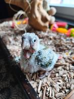 Petite conure ananas rouge en cours de sevrage, Animaux & Accessoires