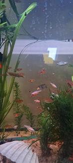 Poisson à vendre - il faut y aller de toute urgence, Poisson, Poisson d'eau douce, Banc de poissons