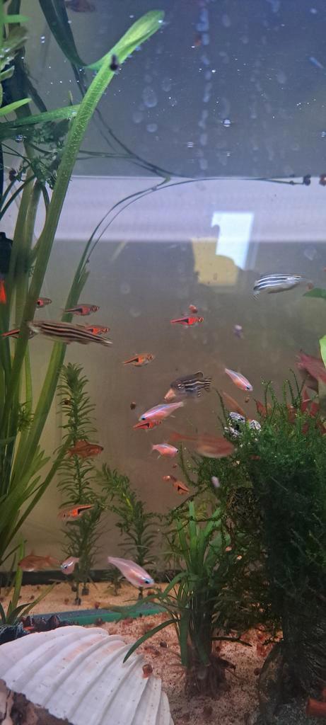 Vissen te koop - moeten dringend weg, Dieren en Toebehoren, Vissen | Aquariumvissen, Zoetwatervis, Vis, Schoolvis