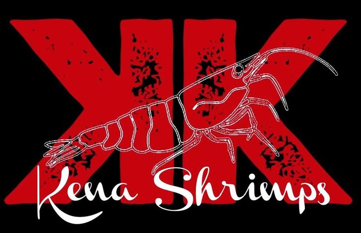 Kena Shrimps house of high end caridina garnalen, Dieren en Toebehoren, Vissen | Vijvervissen