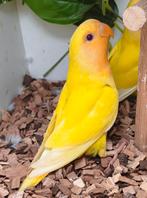 Onafscheidelijk oranje masker van Lutino, Dieren en Toebehoren, Vogels | Parkieten en Papegaaien, Meerdere dieren, Dwergpapegaai of Agapornis